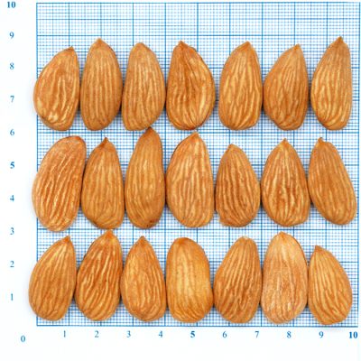 Mamra Almond 2A