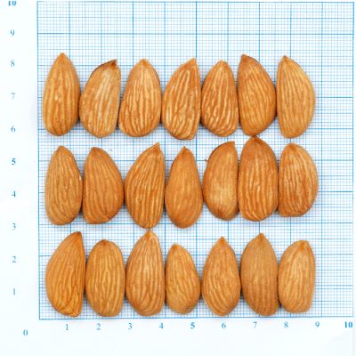 Mamra Almond 3A