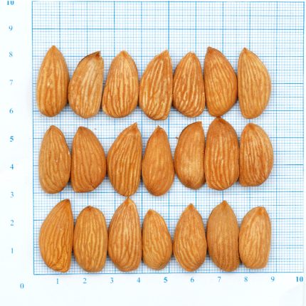 Mamra Almond 3A