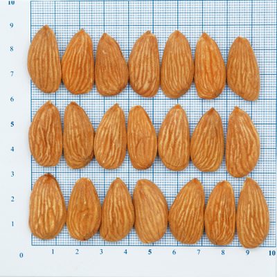 Mamra Almond 4A