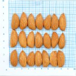 Mamra Almond ES