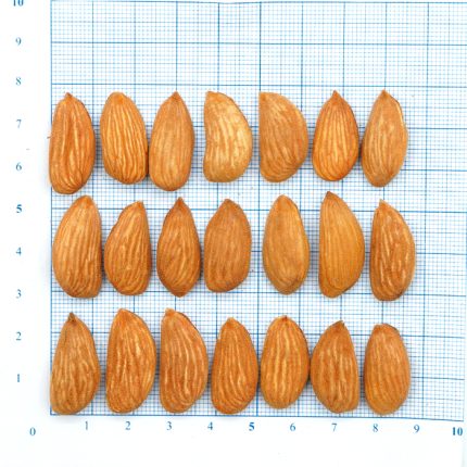 Mamra Almond ESB