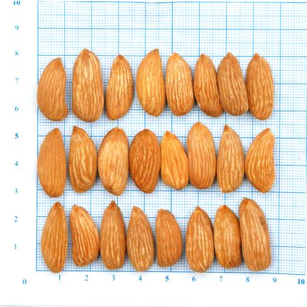 Mamra Almond Mini