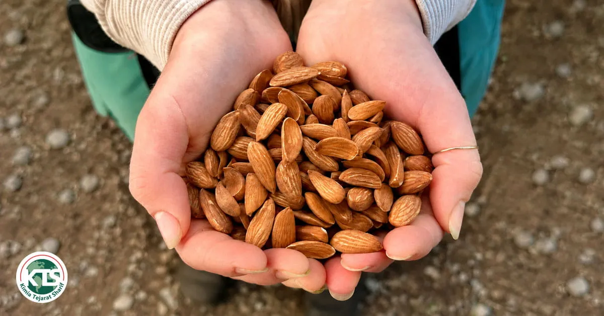 Mamra Almonds from KTS Trading